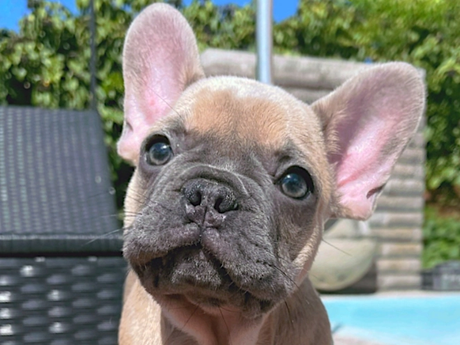 Perros Bulldog Francés en venta