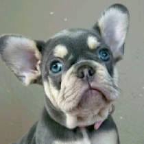 Aimee, blue and tan Französische Bulldogge Welpen kaufen