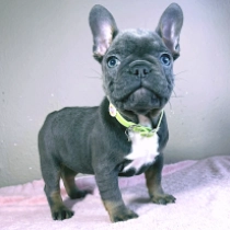 Etienne, blue Französische Bulldogge Welpen kaufen