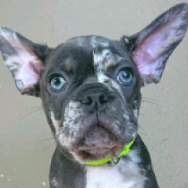 Gascon, merle Französische Bulldogge Welpen kaufen