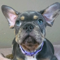 Jacques, blue and tan Französische Bulldogge Welpen kaufen