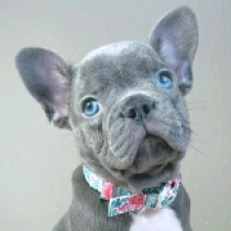 Napoleon Bonaparte, blue French Bulldog for sale