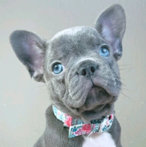 Perros Bulldog Francés en venta