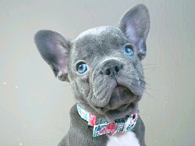 Perros Bulldog Francés en venta