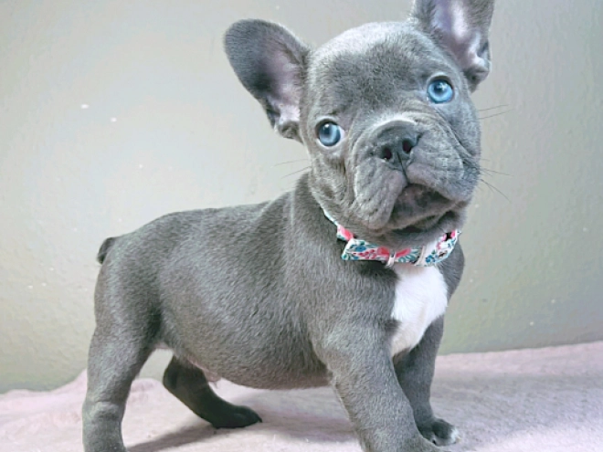 Perros Bulldog Francés en venta