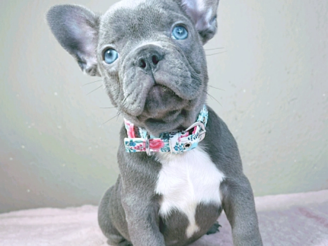 Perros Bulldog Francés en venta