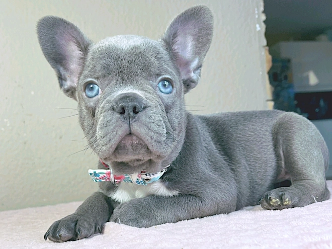 Perros Bulldog Francés en venta