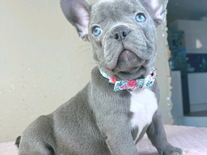 Perros Bulldog Francés en venta