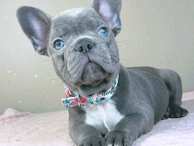 Perros Bulldog Francés en venta