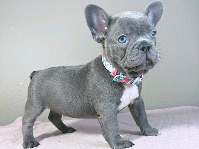 Perros Bulldog Francés en venta