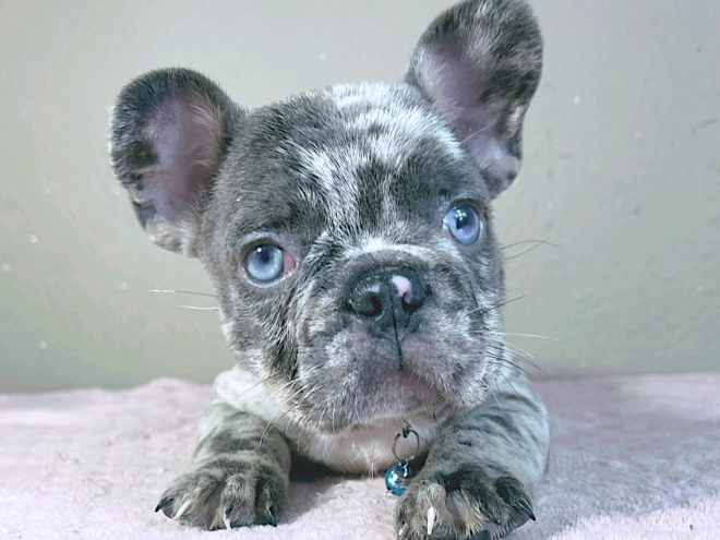 Perros Bulldog Francés en venta
