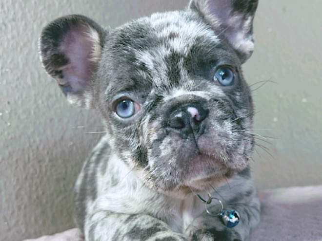 Perros Bulldog Francés en venta