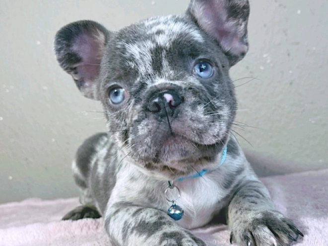 Perros Bulldog Francés en venta