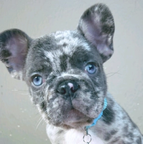 Perros Bulldog Francés en venta