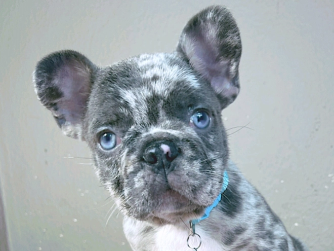 Perros Bulldog Francés en venta