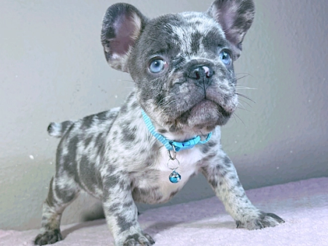 Perros Bulldog Francés en venta