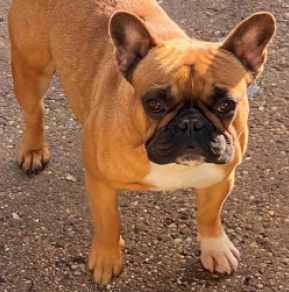 French Bulldog puppy for sale