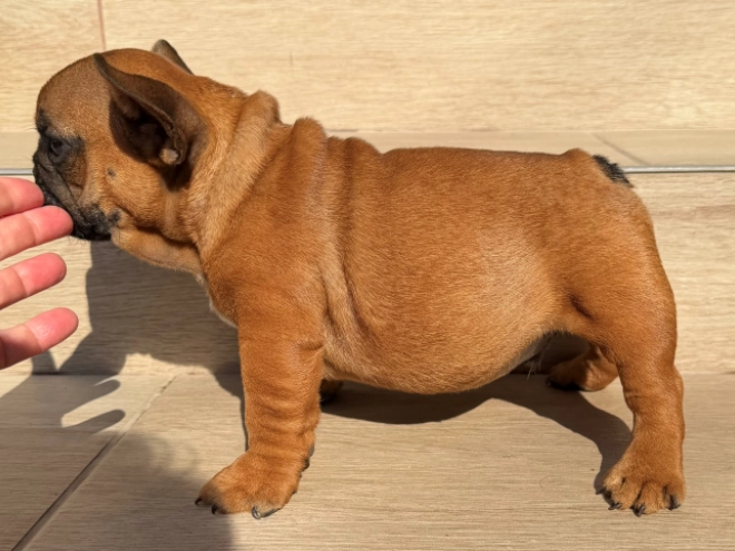 French Bulldog puppy for sale