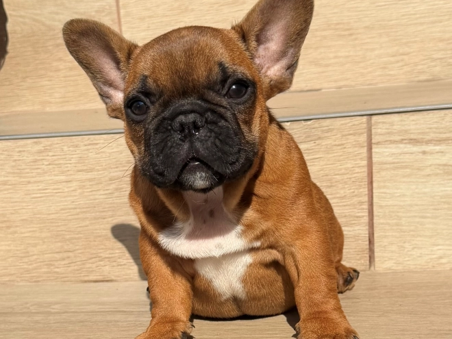 French Bulldog puppy for sale