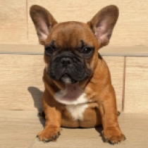 Wilbur, red French Bulldog for sale