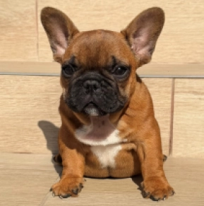 French Bulldog puppy for sale