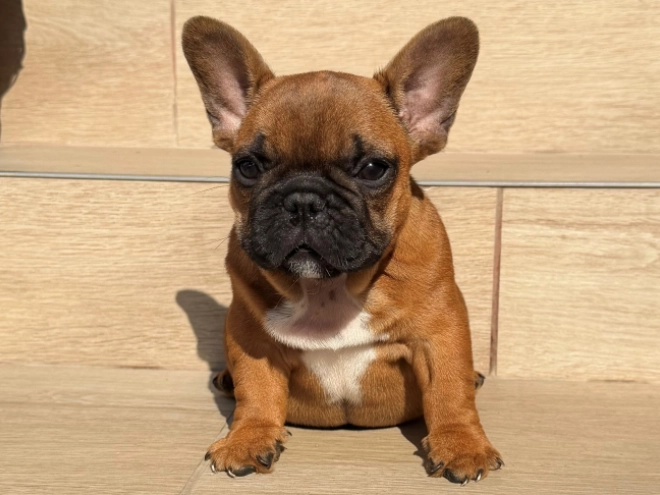 French Bulldog puppy for sale