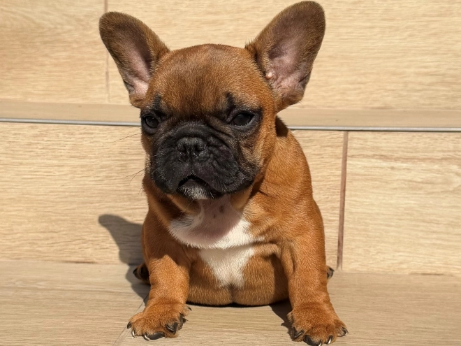 French Bulldog puppy for sale