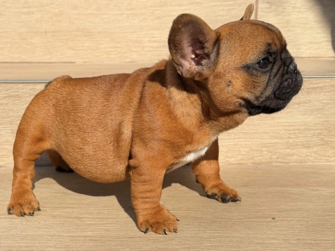 French Bulldog puppy for sale