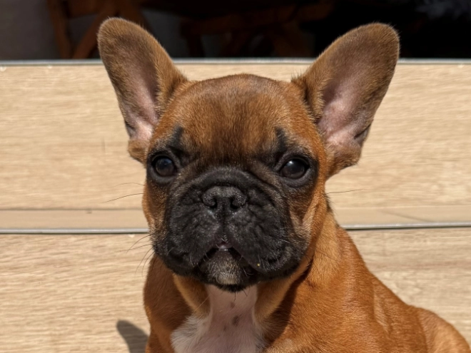 French Bulldog puppy for sale