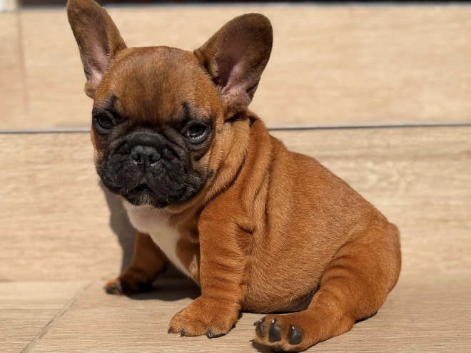 French Bulldog puppy for sale