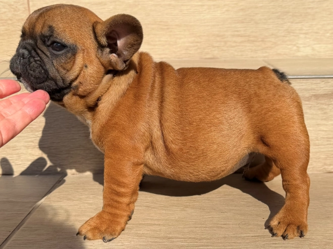 French Bulldog puppy for sale