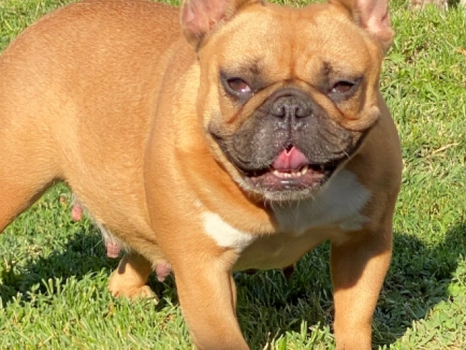 French Bulldog puppy for sale