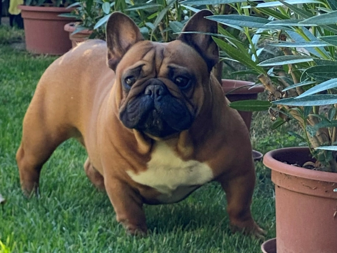 French Bulldog puppy for sale