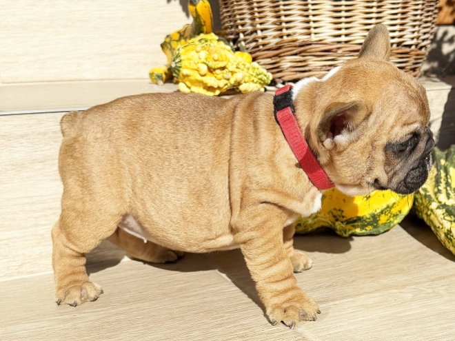 Perros Bulldog Francés en venta