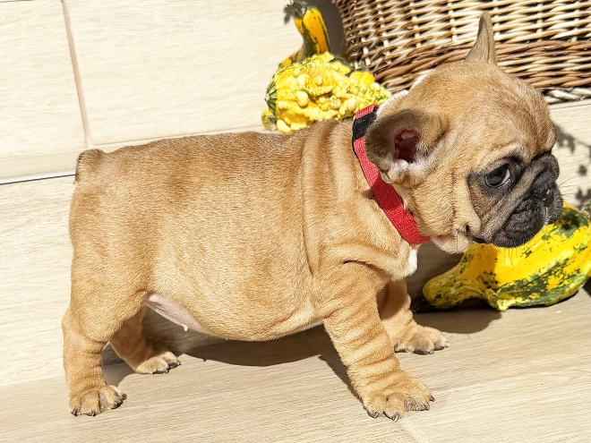 Perros Bulldog Francés en venta