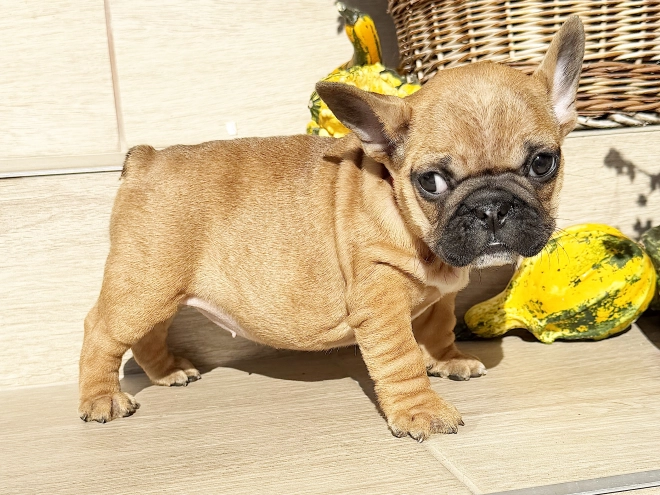 Perros Bulldog Francés en venta