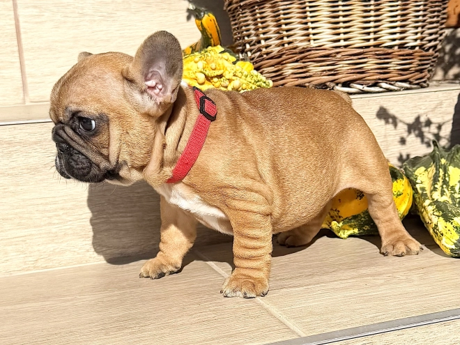 Perros Bulldog Francés en venta
