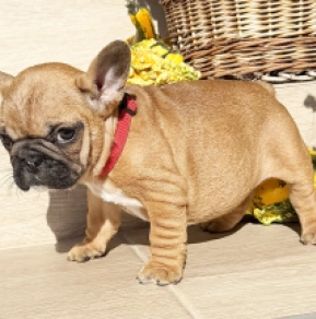 Perros Bulldog Francés en venta