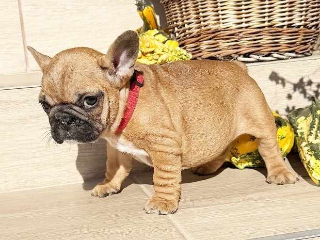 Perros Bulldog Francés en venta