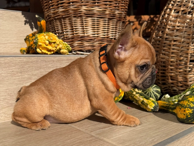 Perros Bulldog Francés en venta