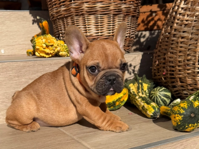 Perros Bulldog Francés en venta