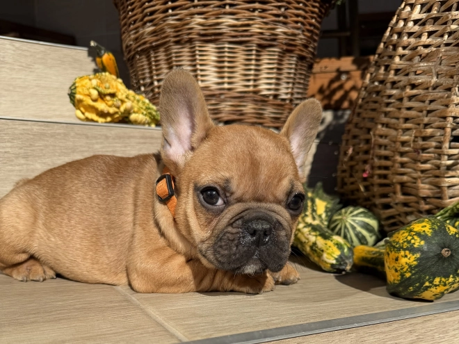 Perros Bulldog Francés en venta
