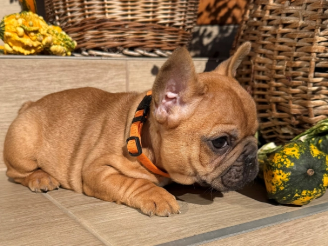Perros Bulldog Francés en venta