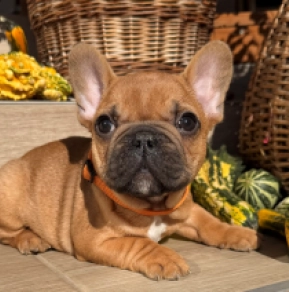 Perros Bulldog Francés en venta
