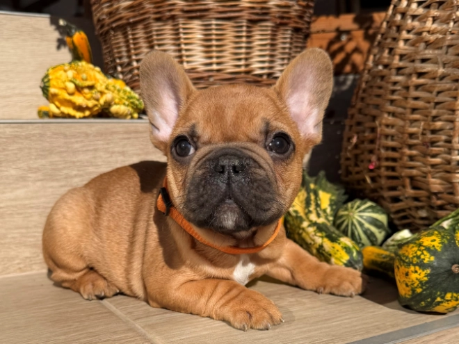 Perros Bulldog Francés en venta