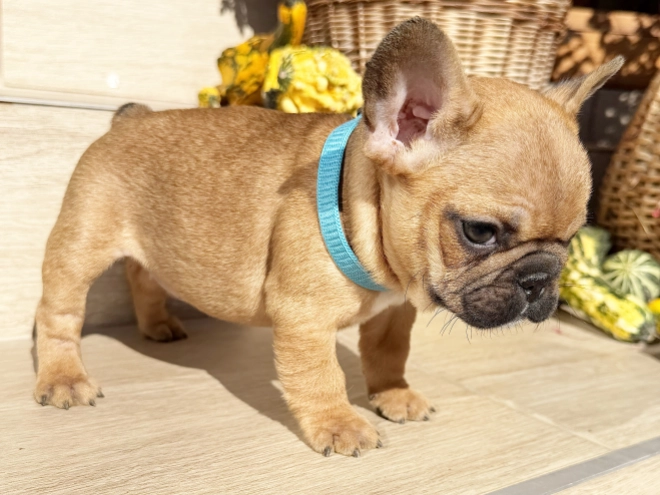 Perros Bulldog Francés en venta