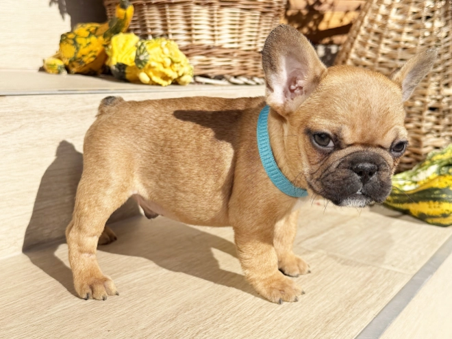 Perros Bulldog Francés en venta