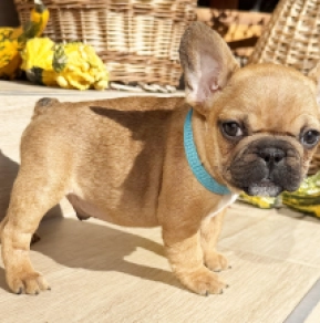 Perros Bulldog Francés en venta