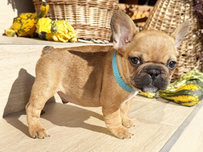 Perros Bulldog Francés en venta