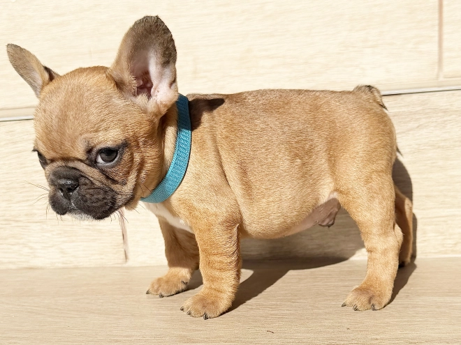 Perros Bulldog Francés en venta